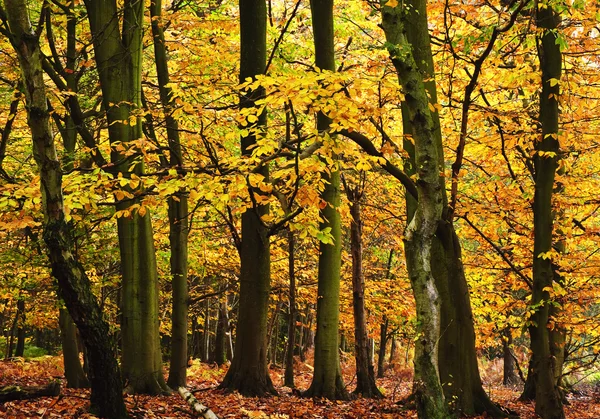 Outono bonito queda floresta paisagem vibrante — Fotografia de Stock