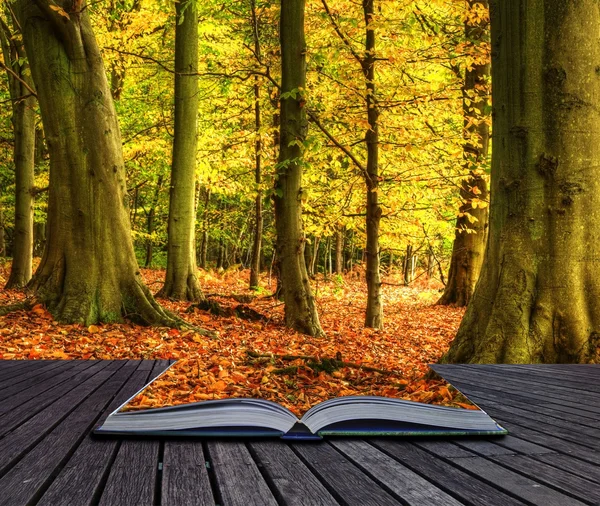 De daling van de herfst bos landschap magische boek pagina 's — Stockfoto
