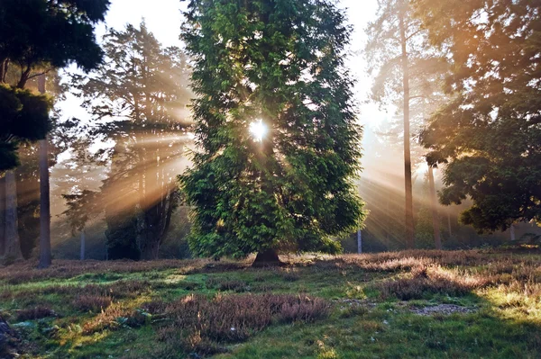 Sol inspirador amanecer irrumpió a través de los árboles en el bosque otoño — Foto de Stock