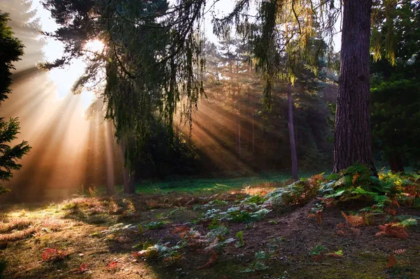 Inspirerande dawn solen sprack genom träden i skogen höst höst — Stockfoto