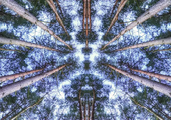 View looking up to sky through symmetrical pine trees canopy — Stock Photo, Image