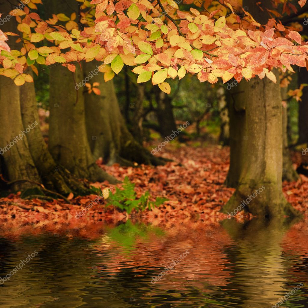 美しい紅葉の森活気に満ちた風景 Wate に反映 ストック写真 C Veneratio