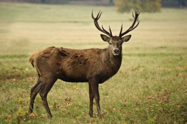 Frontal portrait of adult red deer stag in Autumn Fall clipart