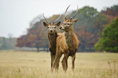 Pair of young red deer stags in Autumn Fall clipart