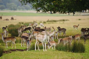 Herd of fallow deer around watering pond in Autumn Fall meadow clipart