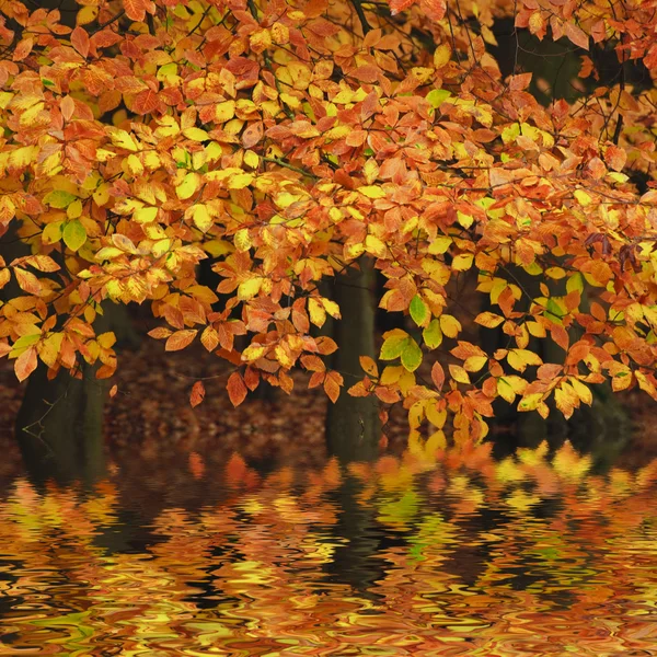 美しい紅葉の森活気に満ちた風景 wate に反映 — ストック写真