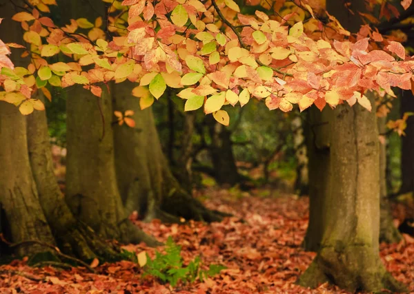 Όμορφο φθινόπωρο φθινόπωρο δάσος ζωντανό τοπίο — Φωτογραφία Αρχείου