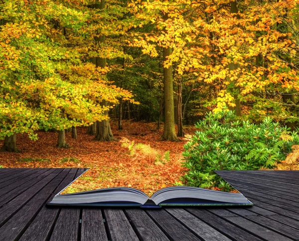 Vibrant Autumn Fall forest landscape coming out of magic book — Stock Photo, Image