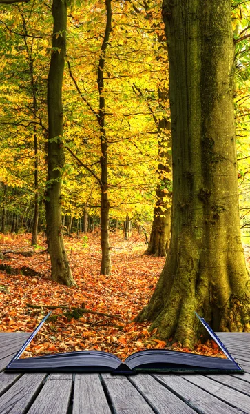 Otoño vibrante Paisaje del bosque de otoño que sale del libro mágico — Foto de Stock