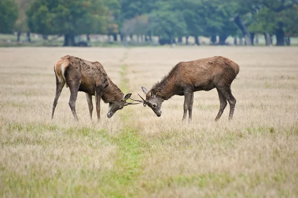 Pair of young red deer stags jousting in Autumn Fall — Stock Photo, Image