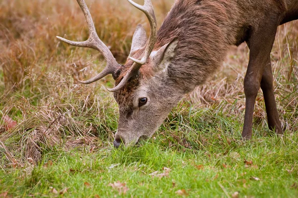 Close up van red deer hert met acht punt geweien — Stockfoto