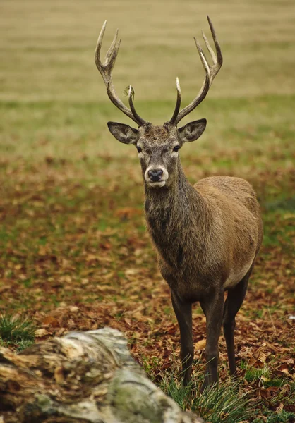 Ritratto frontale di cervo adulto rosso in autunno Autunno — Foto Stock