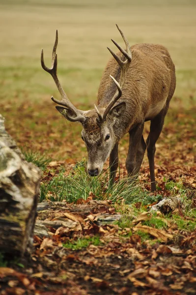 Фронтальний портрет дорослого червоного оленя восени — стокове фото