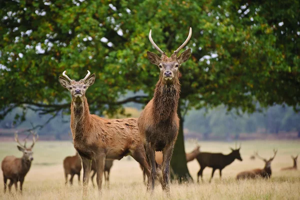 Manada de ciervos rojos ciervos y lo hace en otoño pradera de otoño — Foto de Stock