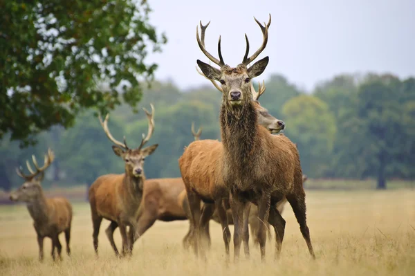 Red deer kudde herten en doet in herfst val weide — Stockfoto