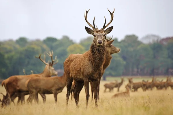 Stado red Deer stags i nie jesień łąka — Zdjęcie stockowe