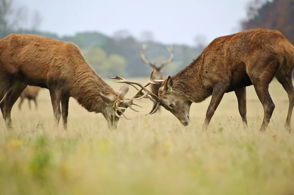Red deer stags steekspel met geweien in het najaar van vallen bos meado — Stockfoto
