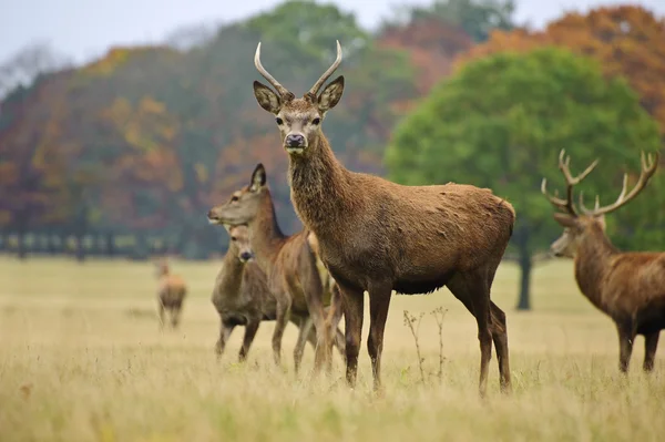 Mandria di cervi rossi cervi e fa in autunno prato d'autunno — Foto Stock