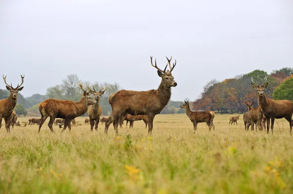 Herd of red deer stags and does in Autumn Fall meadow — Stock Photo, Image