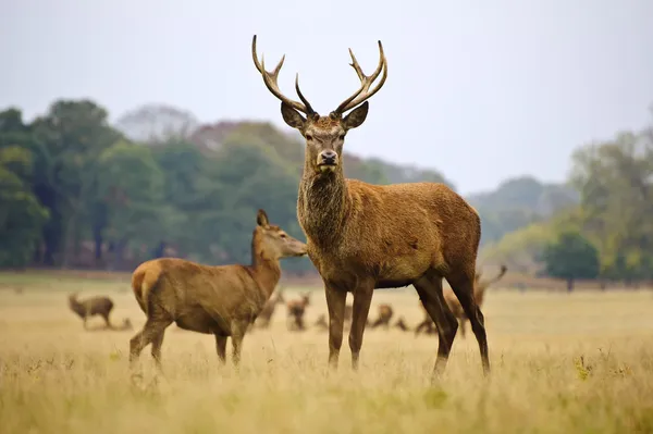 Red deer kudde herten en doet in herfst val weide — Stockfoto