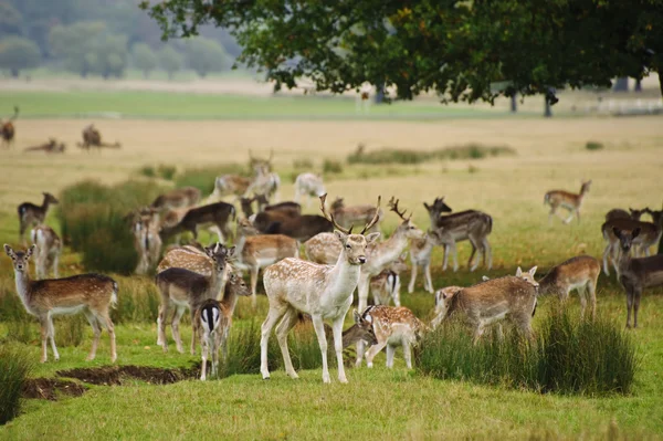 Damhirsch-Herde rund um Gießteich auf Herbstwiese — Stockfoto