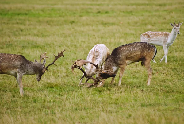 Fallow deer stags antler jousting in Autumn Fall — Stock Photo, Image