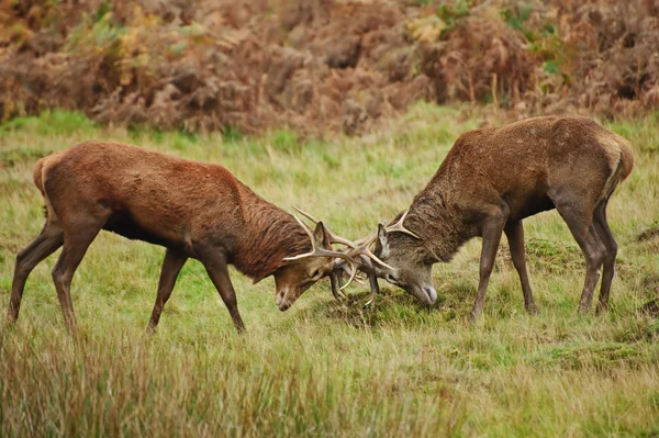 Kronhjort stags tornerspel med horn på hösten faller skogen meado — Stockfoto