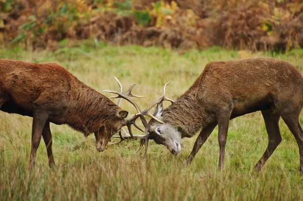 Red deer stags jousting with antlers in Autumn Fall forest meado — Stock Photo, Image