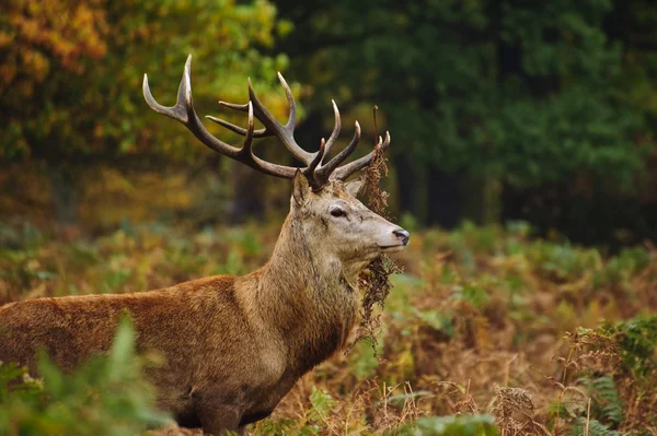 Portrait of majestic red deer stag in Autumn Fall — Stock Photo, Image