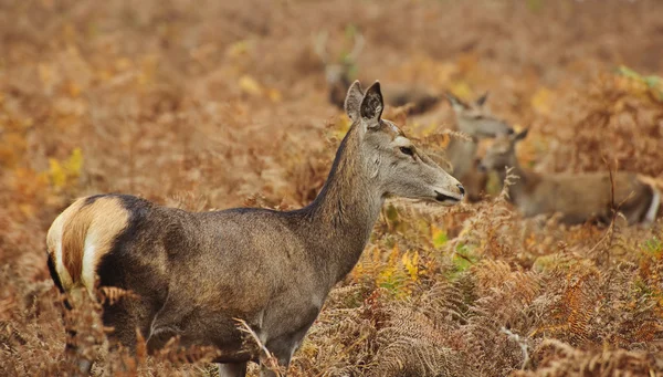 Mooi beeld van red deer vrouwelijke valt in het najaar van bos — Stockfoto