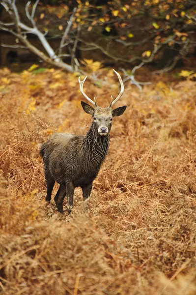 Portret jelenia majestatyczne jelenie w jesieni spadnie — Zdjęcie stockowe