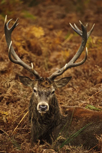 가 장엄한 붉은 사슴 사슴의을 — 스톡 사진