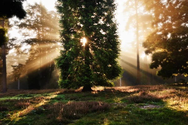 Alba ispiratrice sole scoppiare attraverso gli alberi nella foresta Autunno autunno — Foto Stock