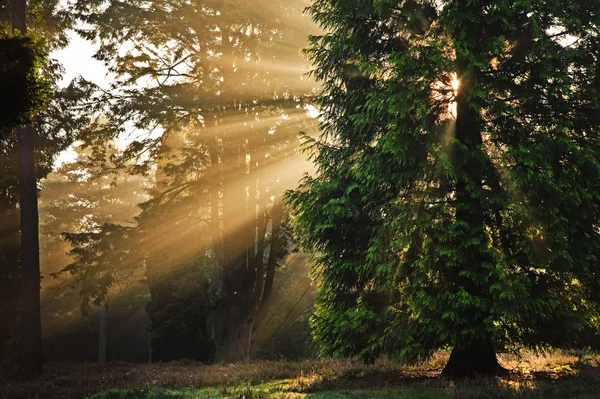 Inspirativní úsvit slunce prolomil stromy v lese podzim podzim — Stock fotografie