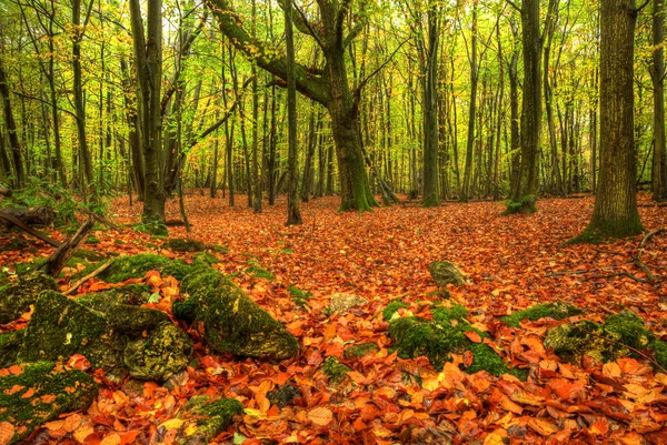 Superbe lumineux automne automne forêt paysage couleurs vives — Photo