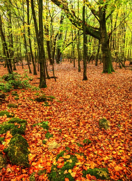 Lenyűgöző fényes őszi őszi erdő táj élénk színek — Stock Fotó