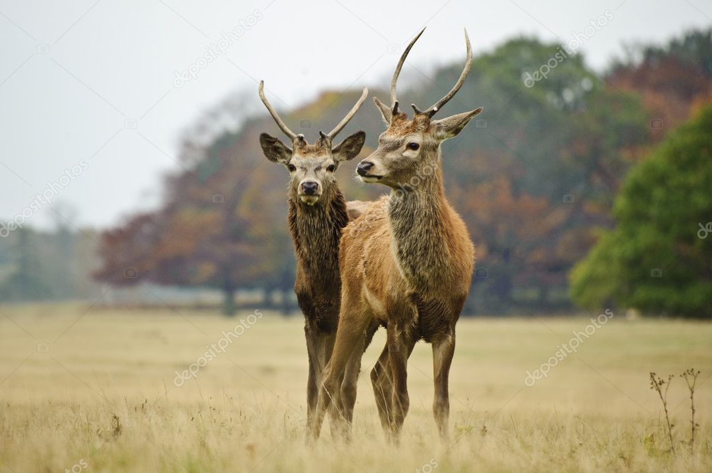 Pair of young red deer stags in Autumn Fall