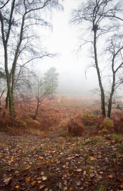 Foggy misty Autumn forest landscape at dawn clipart