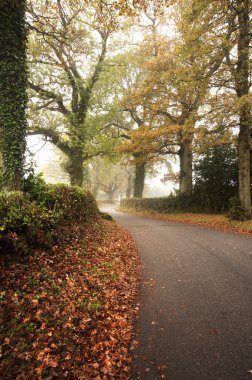 Road winding through foggy misty Autumn forest landscape at dawn clipart