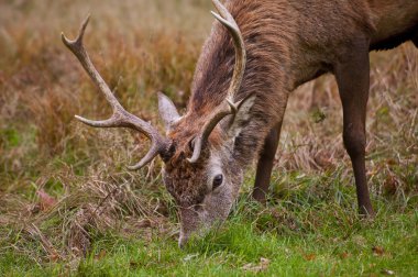 Close up of red deer stag with eight pooint antlers clipart