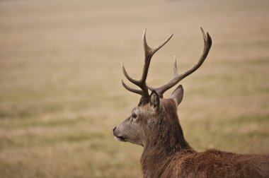 Portrait of majestic red deer stag in Autumn Fall clipart