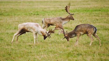 Fallow deer stags antler jousting in Autumn Fall clipart