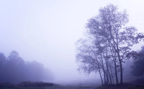 Névoa nebulosa Paisagem florestal de outono ao amanhecer — Fotografia de Stock