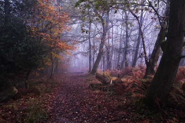 Path through foggy misty Autumn forest landscape at dawn