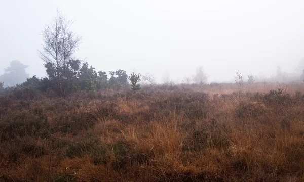 雾朦胧秋季森林景观在黎明 — 图库照片