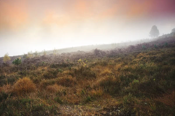 Mistige mistige herfst boslandschap bij dageraad — Stockfoto