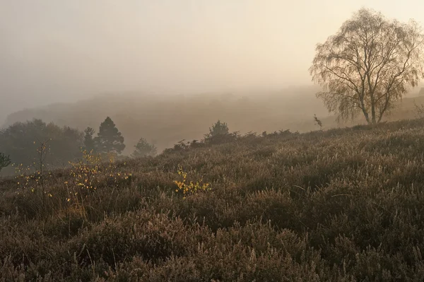 Neblig neblige herbstliche Waldlandschaft im Morgengrauen — Stockfoto