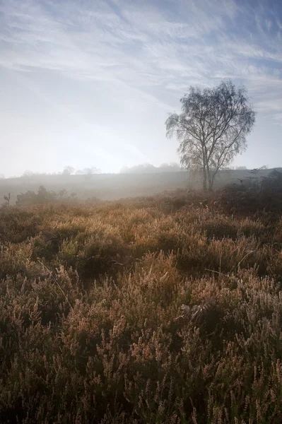 Ομίχλη ομιχλώδη φθινόπωρο δάσος τοπίο ξημερώματα — Φωτογραφία Αρχείου