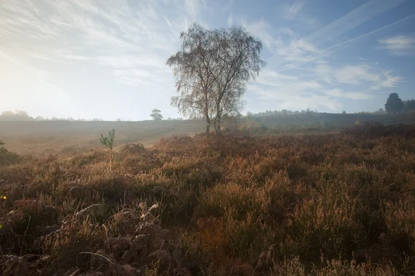 Mglisty mglisty krajobraz jesień las na brzasku ranny — Zdjęcie stockowe