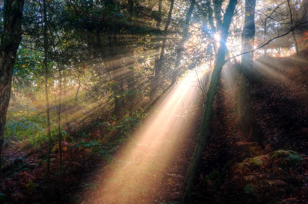 Sonnenstrahlen in der Morgendämmerung durch nebelverhangene herbstliche Waldlandschaft — Stockfoto
